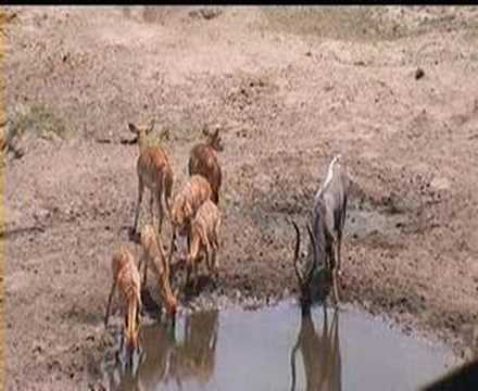 Nyala drinking at pool