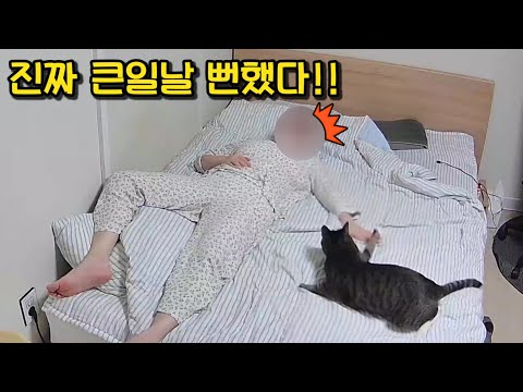 홈캠 돌려보고 충격받은 남집사!! 진짜 죽을 뻔... : 해맑은 호동이와 긴장한 남집사