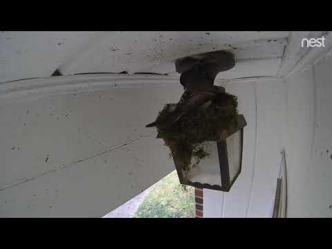 Eastern Phoebe nest building time-lapse - 03.03.2019