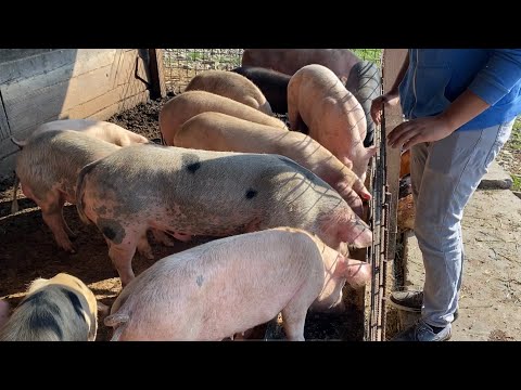 , title : 'Așa se hrănesc cei mai sănătoși porci !! ¡Así es como alimentamos a los cerdos más sanos de Rumanía!'