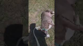 Video preview image #1 Mutt Puppy For Sale in Rustburg, VA, USA