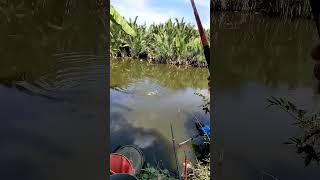 Câu ao 100k Xương cá 1 | Duy Saigon fishing