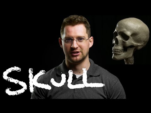 Sculpting Realistic Skull Demo Part 1 (free lesson)