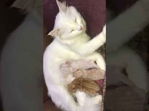 Adorable Snowbell Blessed with Cute Kittens 22 June 2021|| Doaa’s Diary