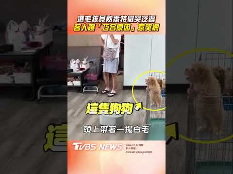 寵物店選毛孩「見1特徵」突泛淚 客人曝「巧合原因」惹哭網｜TVBS新聞網@tvbsnews24live