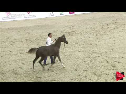 102 D HABBASH  Sharjah International 2018