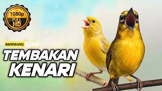 Download lagu 🔴 LIVE Masteran Pleci Tembakan Kenari Terbaru !!! mp3