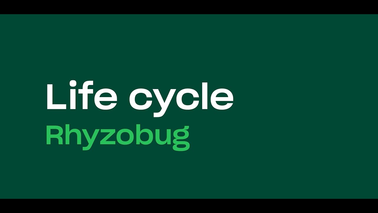 Video preview poster