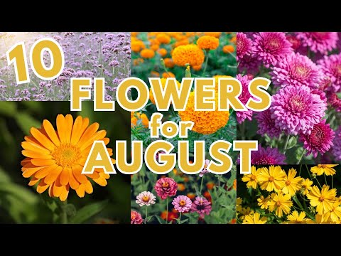10 Flowers You Can Plant In Late Summer RIGHT NOW! (August/September - Zones 9 & 10)