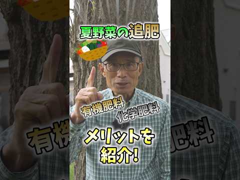 堆肥に肥料を入れてもいいですか？何のために ？避けるべき間違いは何ですか?  庭園