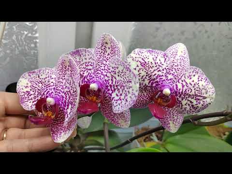 , title : 'Орхидеи колосятся. Обзор моих цветущих орхидей'