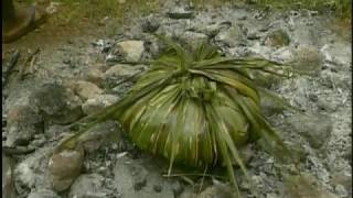 New Caledonia Travel Doc  Part 11