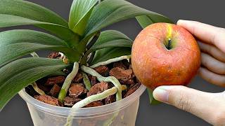 It's magical! Need 1 Apple! Now the orchid blooms like crazy all year round!