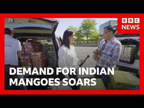 芒果需求飆升!貨運費漲價對印度芒果造成什麼影響? | BBC News (Demand for Indian mangoes soar as cargo fees rise | BBC News)