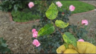 What Should You Do If You See This On Your Rose Bushes?