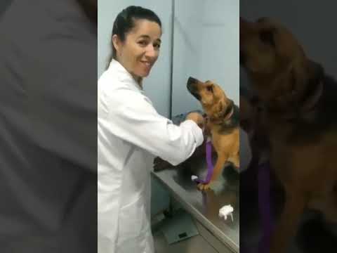 Doggy falls in love with lady doctor, that he can't even feel the injection