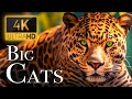 Big Cats In 4K - Spectacular Scenes of Big Cats In Wild Nature | Scenic Relaxation Film