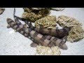 Bamboo Sharks Sleeping Cuddling In Aquarium Tank Marine Ocean Animals