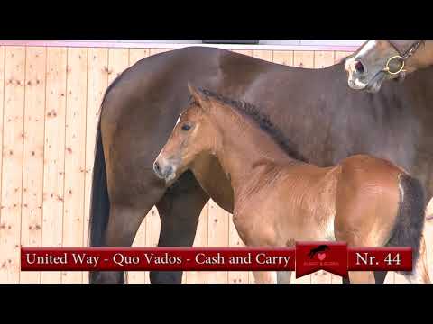 Nr 44 United Way   Quo Vados   Cash and Carry