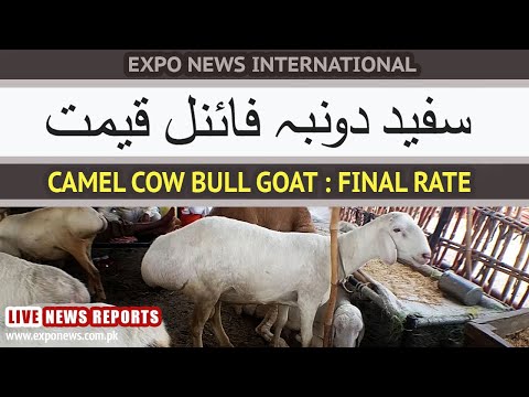 BAKRA MANDI LAHORE PAKISTAN CAMEL BULL COW GOAT SHEEP POULTRY FISH LIVESTOCK RATES : MEDIA BUSINESS