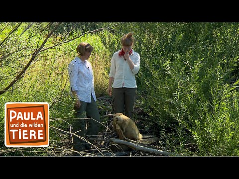 Der Biber und seine Burg | Reportage für Kinder | Paula und die wilden