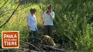 Download lagu Der Biber und seine Burg | Reportage für Kinder | Paula und die wilden mp3