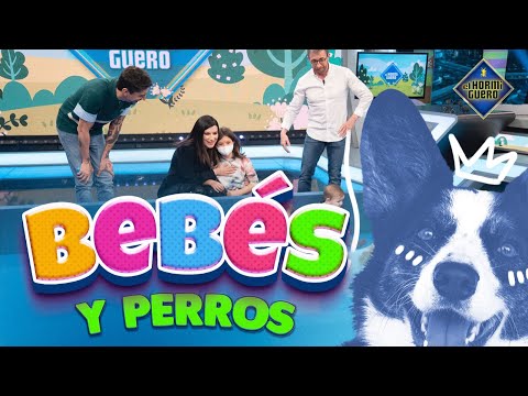 Bebés y perros comparten juego - El Hormiguero