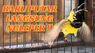 Download lagu BARU PUTAR LANGSUNG NGLEPER! Pancingan Sogon Paling Ampuh Bikin Emosi Naik! #sogongacor #sogokotong mp3 Download lagu BARU PUTAR LANGSUNG NGLEPER! Pancingan Sogon Paling Ampuh Bikin Emosi Naik! #sogongacor #sogokotong mp3