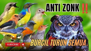 Download lagu Suara Pikat Burcil Ribut Korlap,Kamande, Prenjak, Rematuk Laut,Sepah Raja Paling Ampuh. mp3