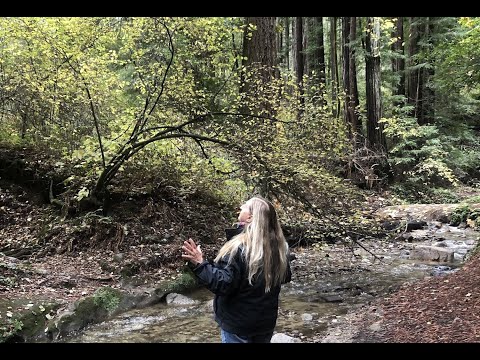 Sacred Forest - Coleen Douglas