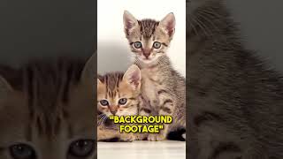 Download lagu A Classic Yet Disgusting Website.. mp3