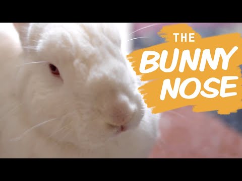 YouTube video about: Why do rabbits have whiskers?