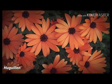 Ivete Sangalo ft Melim - Um Sinal // Español