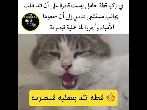 #هنا الرحمه قطه تلد بعمليه قيصريه #اكسبلور #شاهد 👋