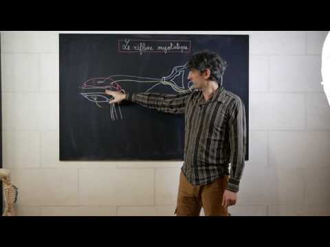 réflexe myotatique, deuxième partie