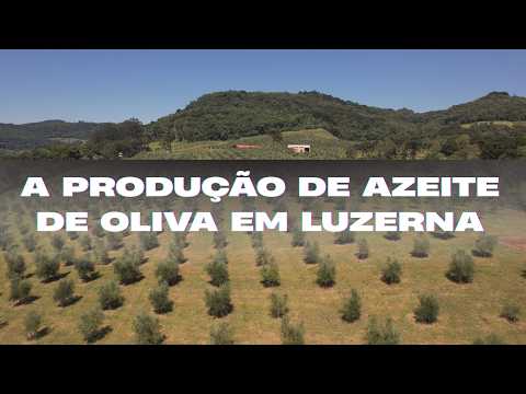Ouro Líquido em Luzerna/SC: A produção pioneira de Azeite de Oliva Extra Virgem no Meio-Oeste