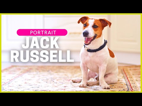 JACK RUSSELL TERRIER | Charakter, Haltung & Gesundheit