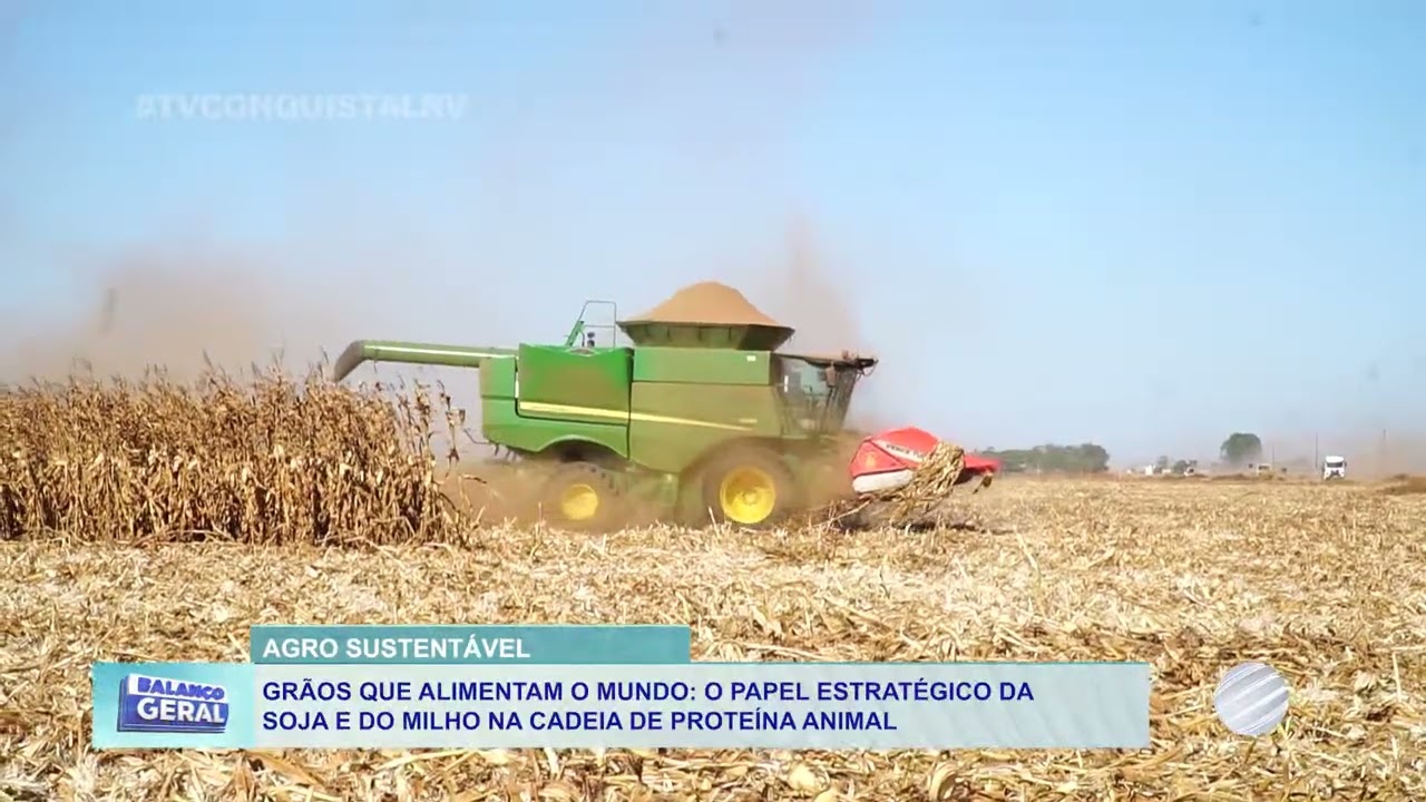 Soja e milho de MT impulsionam a cadeia da proteína animal e mercados globais