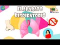 el aparato respiratorio aula chachi vídeos educativos para niños