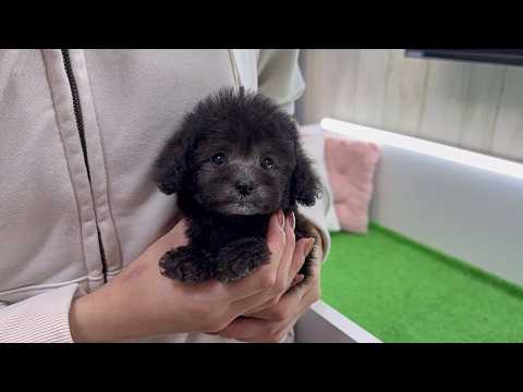 YouTube動画のサムネイル