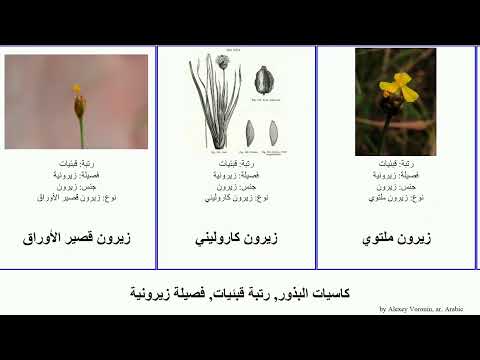 كاسيات البذور, رتبة قبئيات, فصيلة زيرونية angiosperms Fuse كاروليني ثنائي ملتوي French جبلي قصير