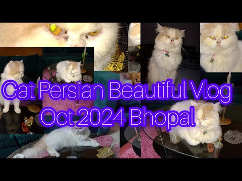 Cat Persian Beautiful Vlog Live  l youtube  l Vlog l Vlog video l viralvedeo l Mukund Sable
