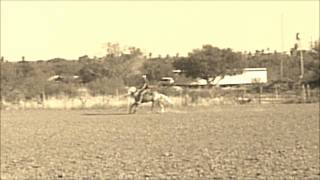 preview picture of video '2008 AQHA Palomino Stud located in Zapata, Texas Restless Shiner Jan. 2012'