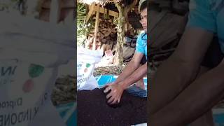 Download lagu fermentasi kohe kambing dengan pupuk urea(praktek organik) mp3