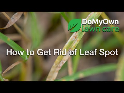  How to Get Rid of Leaf Spot Video 