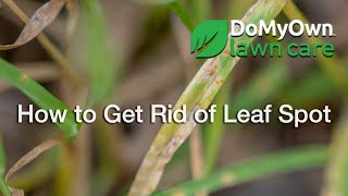 How to Get Rid of Leaf Spot | DoMyOwn.com