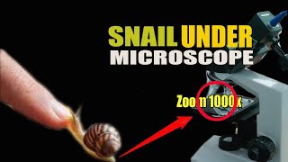 Download lagu Zoom 1000x snail under microscope | Siput under Microscope mp3 Download lagu Zoom 1000x snail under microscope | Siput under Microscope mp3