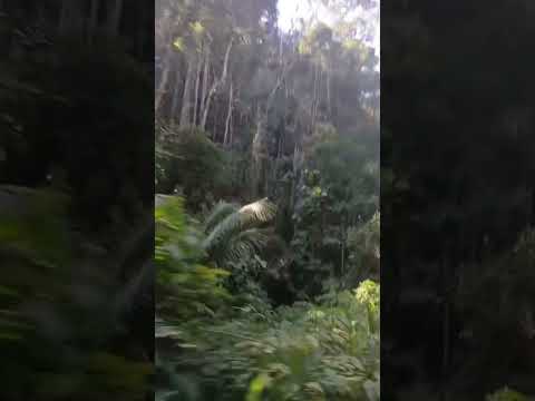 Floresta.#natureza  #engenheiropaulodefrontin #mataatlântica #melhorclima