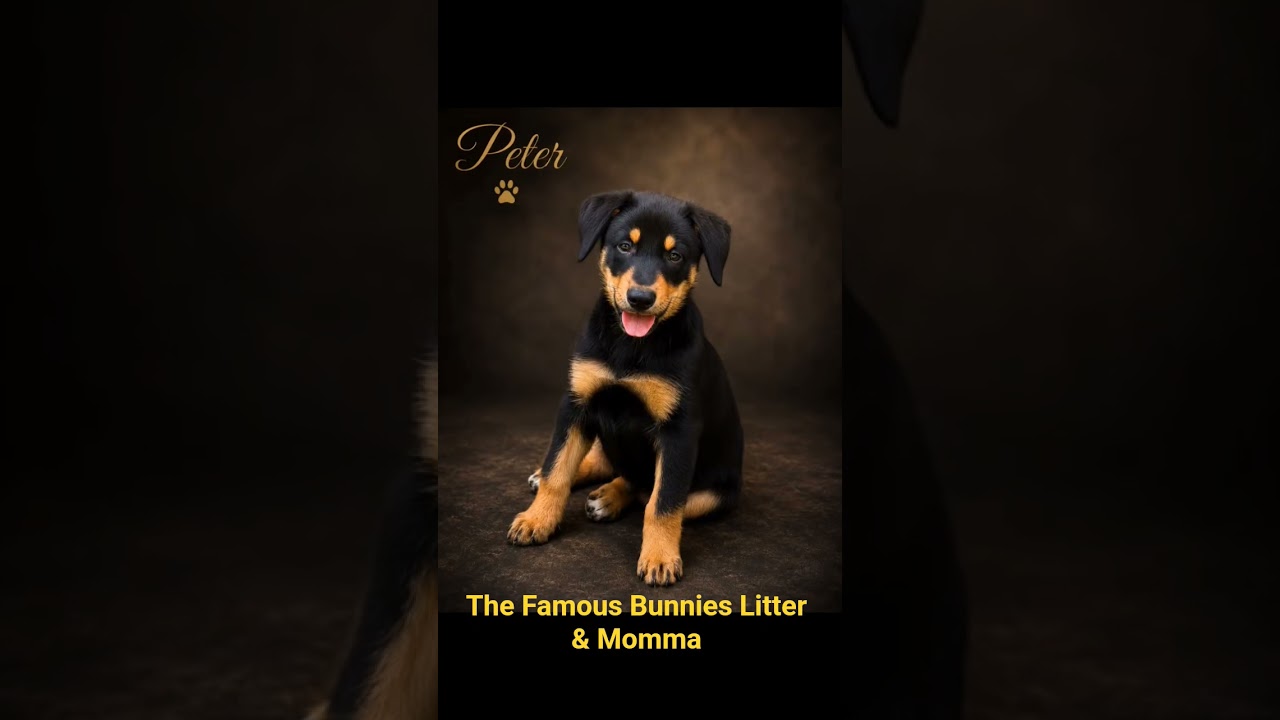 FLOPSY (FAMOUS RABBITS LITTER) (Feel free to also call me for any additional questions 281-804-9007., a ADOPTABLE mixed breed in Rocky Hill, CT video 3/5