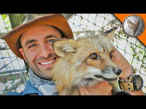 キツネと友達になる！ (Friending a Fox!)